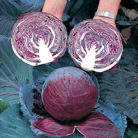 Primero – Organic Cabbage Seed