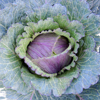 Deadon – Cabbage Seed