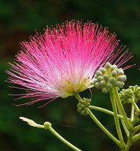 Heirloom Non-GMO Albizia Julibrissin Flower Seeds for Planting