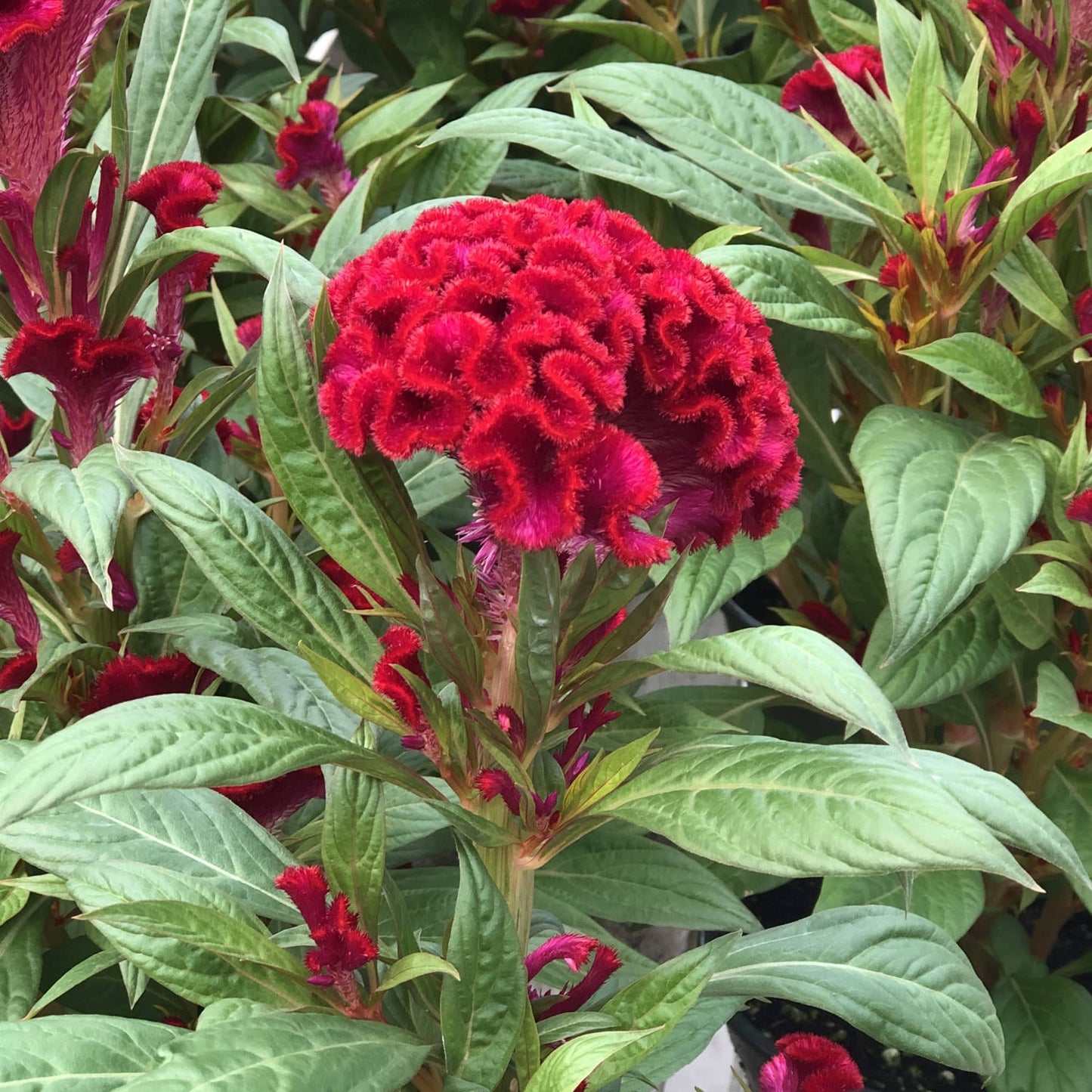 Celosia- Cockscomb Red