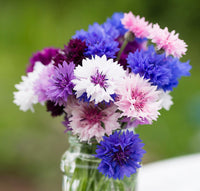 Cornflower- Classic Artistic