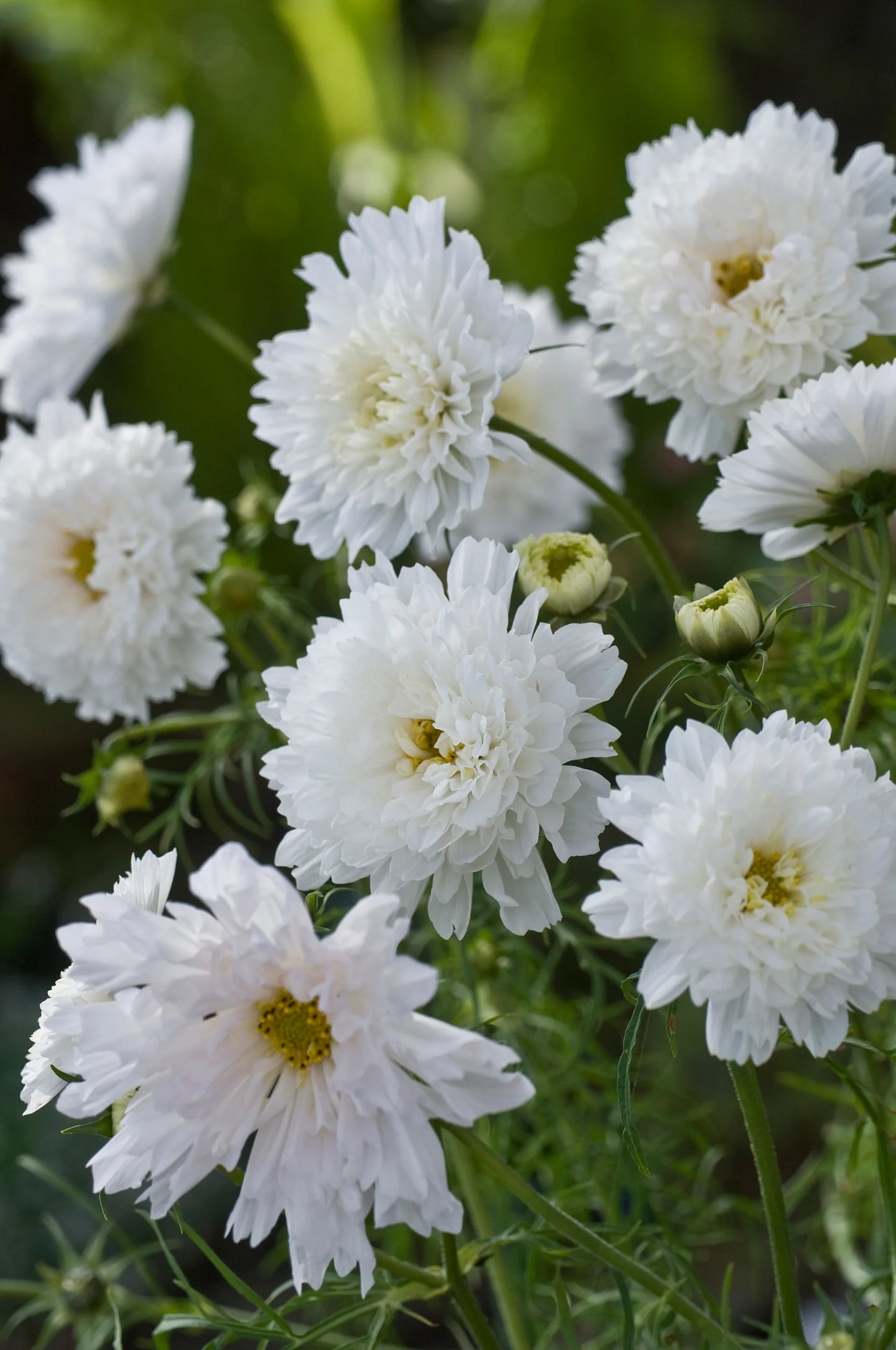 Double Click Snow Puff – Cosmos Seed