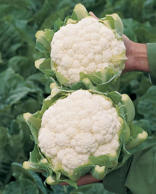 Skywalker – Organic Cauliflower Seed