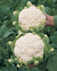 Skywalker – Organic Cauliflower Seed
