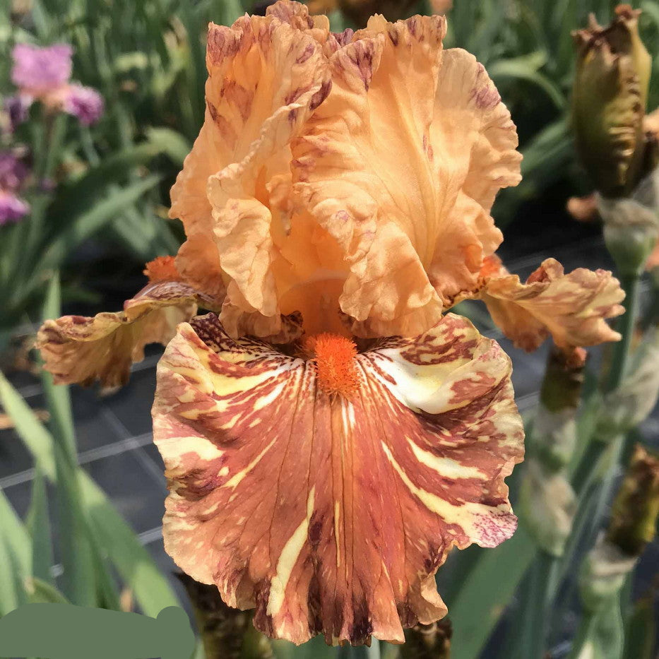 Cheetah Cheese Tall Bearded Iris Seeds