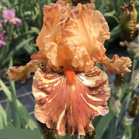 Cheetah Cheese Tall Bearded Iris Seeds