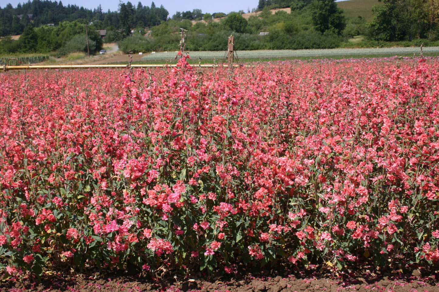 Elegant Salmon – Clarkia Seed