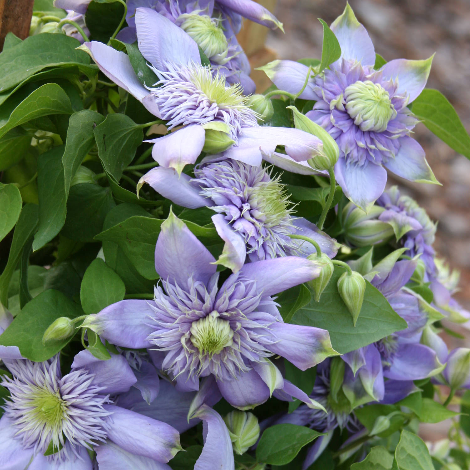 Heirloom Non-GMO Light Blue Clematis Flower Seeds for Planting – Vibrant Climbing Vine Seeds - Non-GMO for planting in home garden
