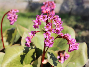 Organic Pink Bergenia Flower Seeds for Planting – Heirloom, Non-GMO