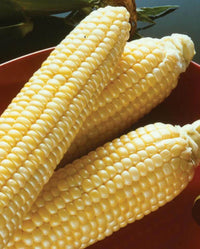 Sugar Buns – Corn Seed