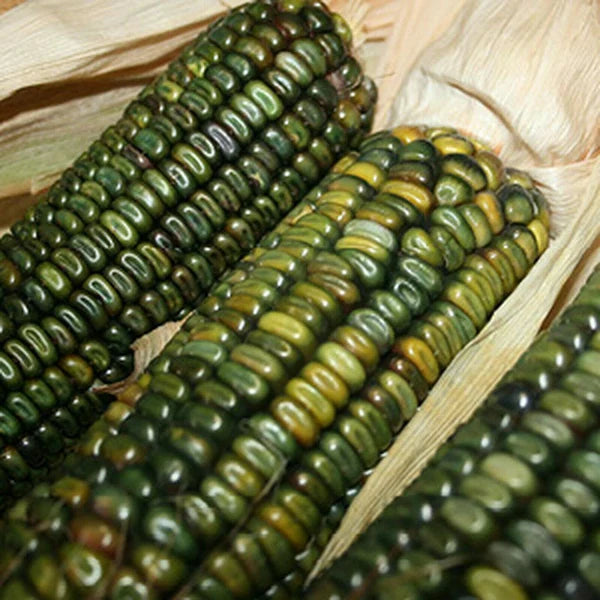 Oaxacan Green – Corn Seed