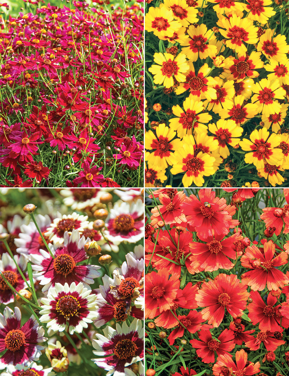Coreopsis- Dwarf Radiata Mix