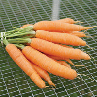 Negovia – Organic Carrot Seed