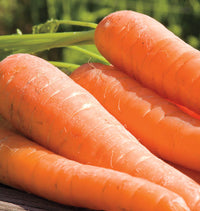 Caravel – Organic Carrot Seed