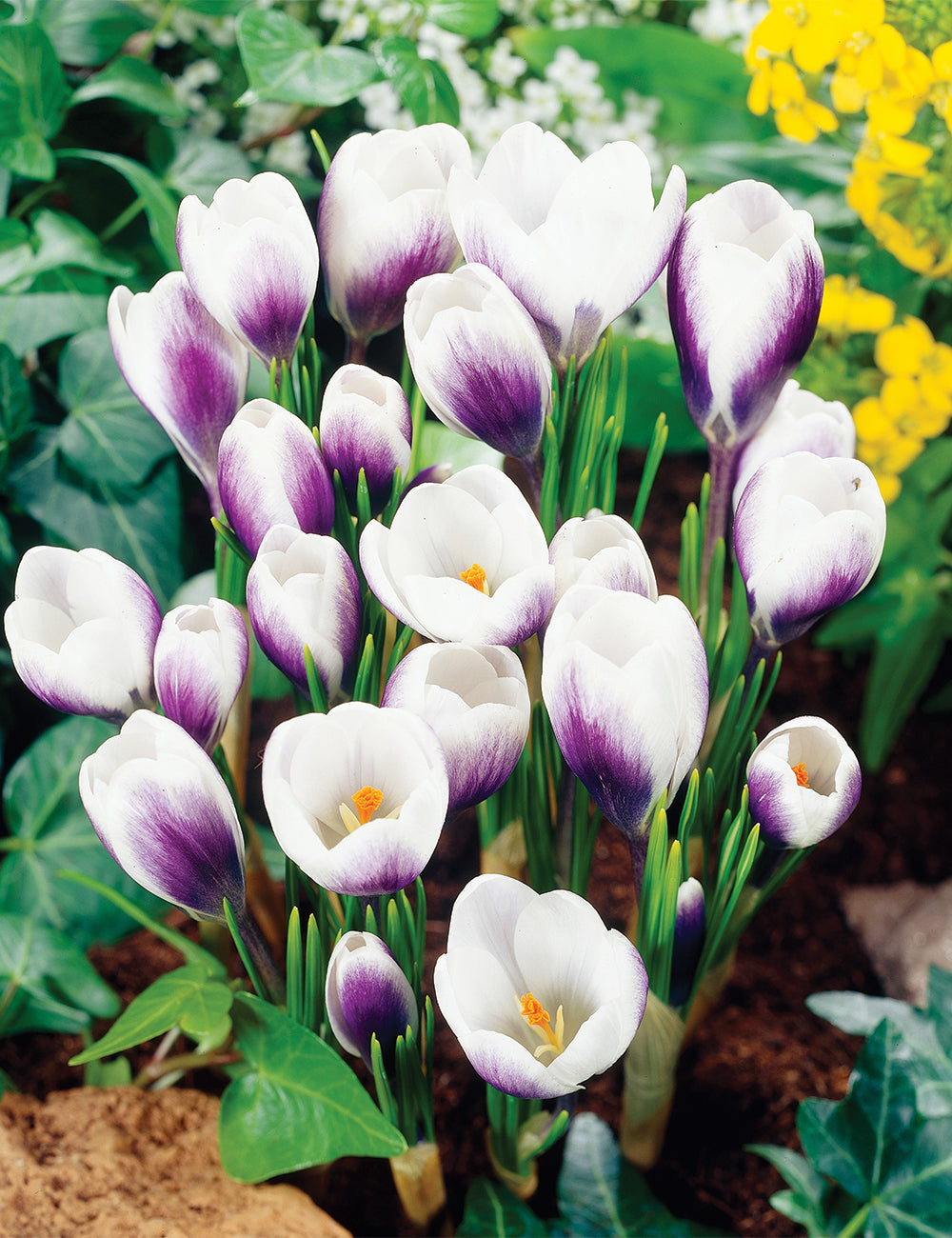 Snow Crocus- Prins Claus