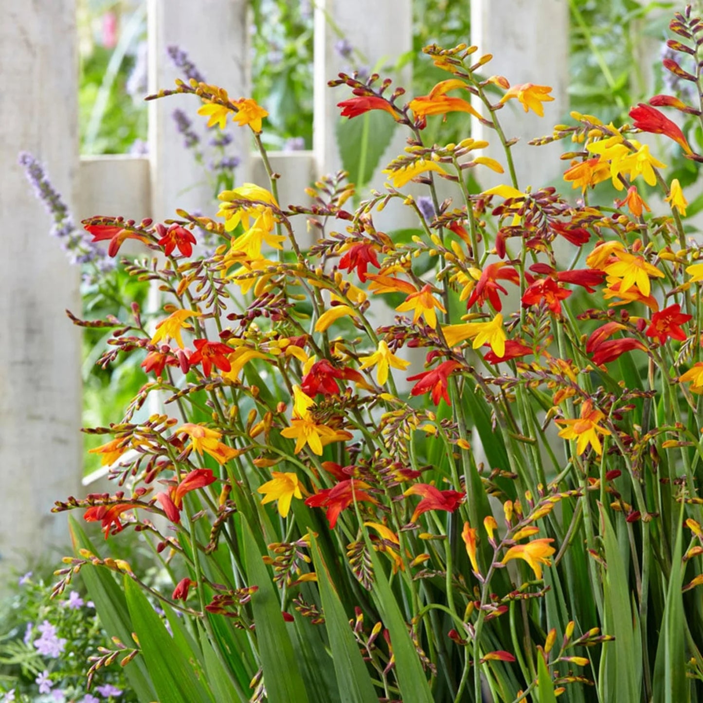 Crocosmia Mixture