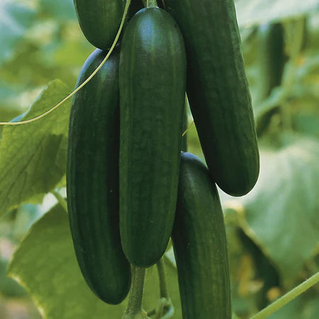Picolino – Cucumber Seed