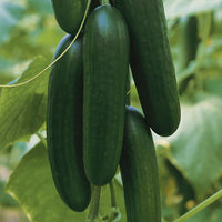 Picolino – Cucumber Seed
