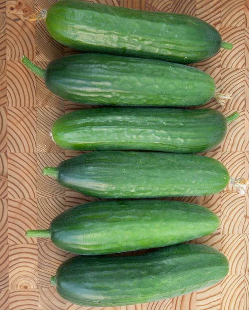 Picolino – Cucumber Seed