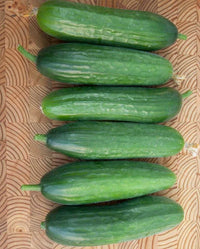 Picolino – Cucumber Seed