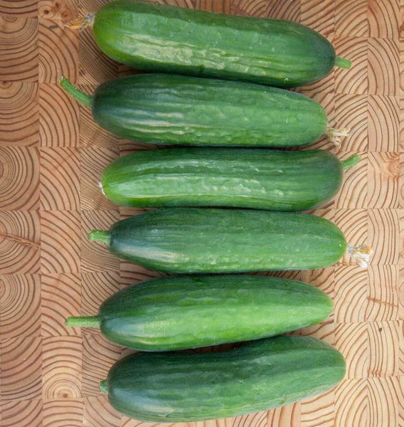 Picolino – Organic Cucumber Seed