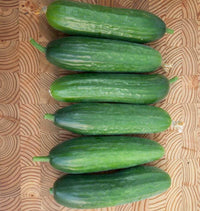 Picolino – Organic Cucumber Seed