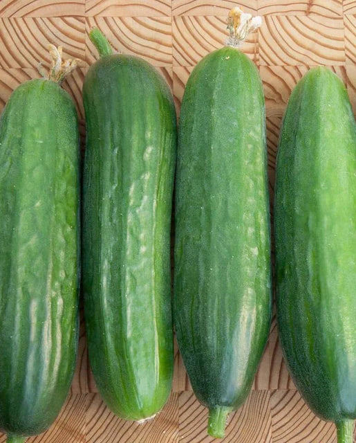 Picolino – Organic Cucumber Seed