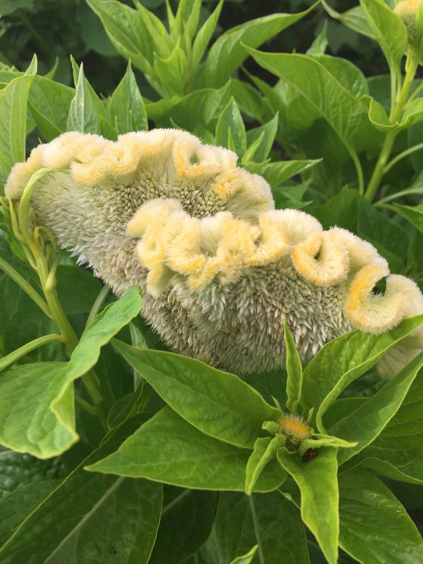 Cramer’s Lemon Lime – Celosia Seed