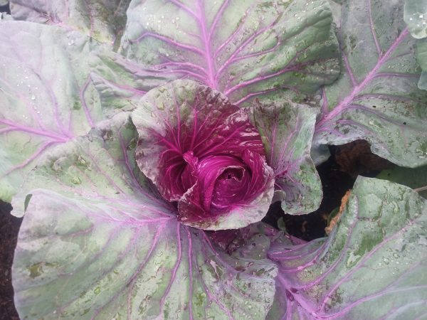 Candy Red – Cabbage Seed