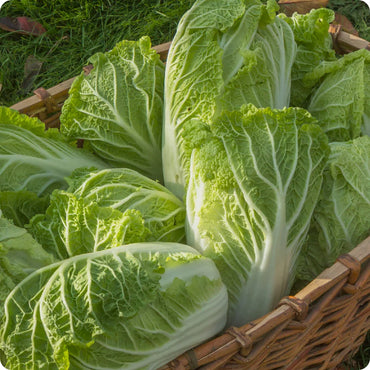 Cabbage Chinese Wong Bok Vegetable Seeds