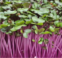 Cabbage, Red – Microgreen Seed