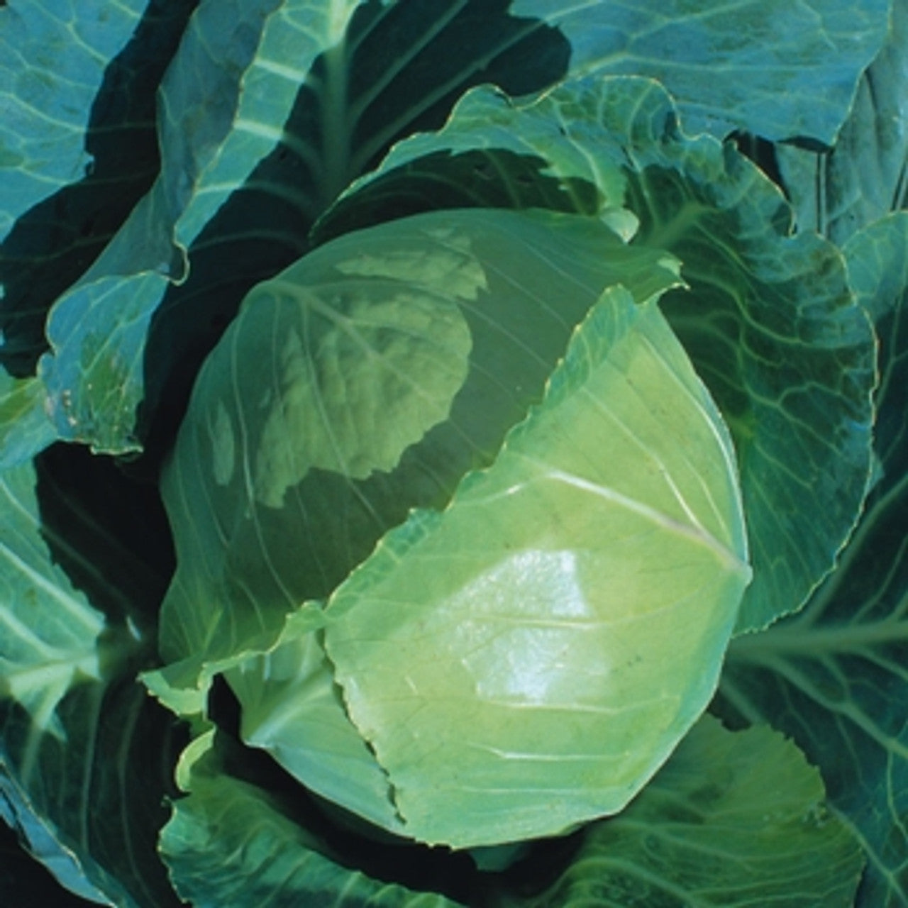 Capture – Cabbage Seed