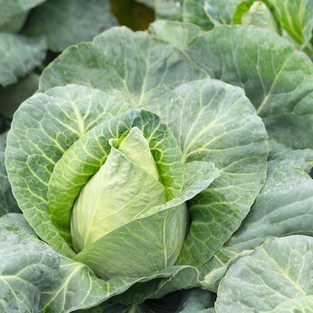 Caraflex – Organic Cabbage Seed