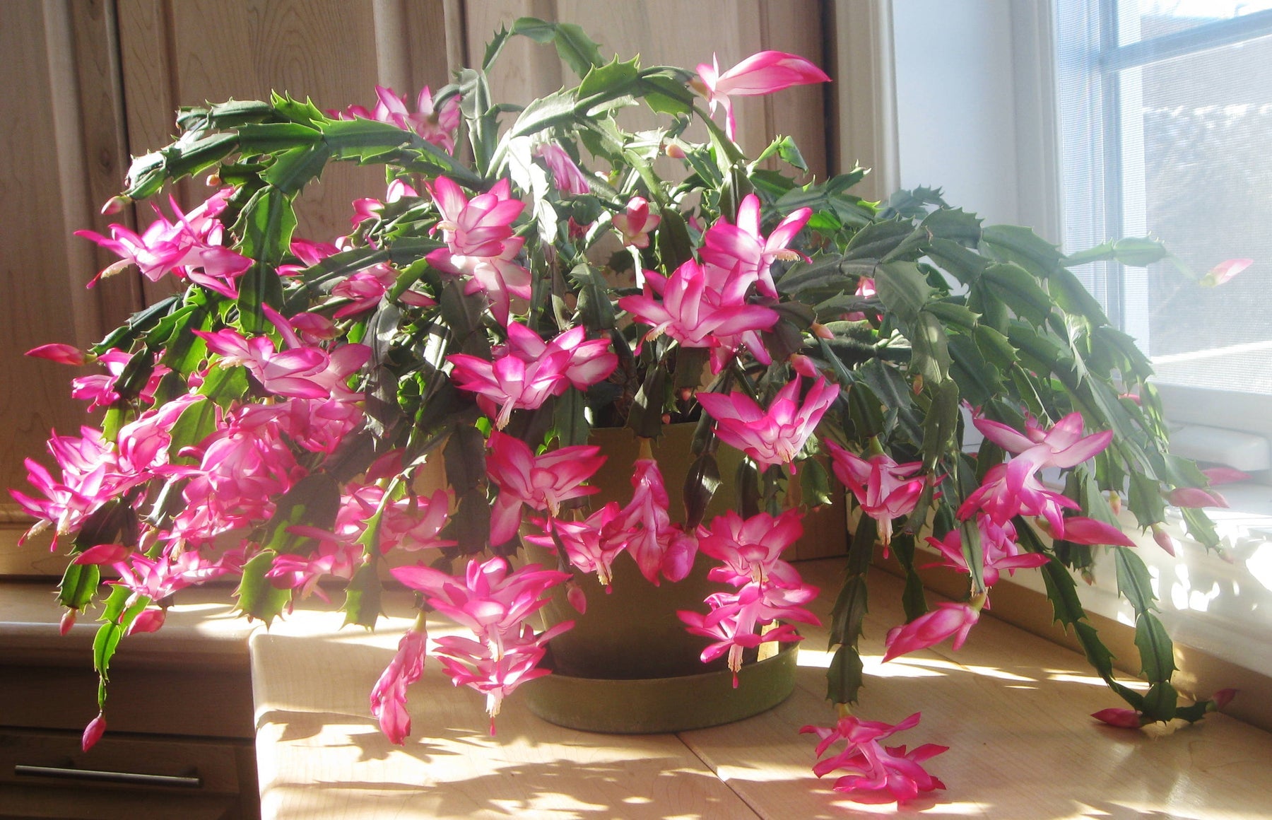 Heirloom Non-GMO Schlumbergera Flower Seeds | Rosy Christmas Cactus Blooms for Indoor Pots - Non-GMO for planting in home garden