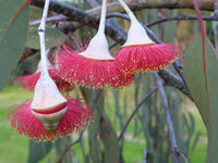 Eucalyptus- Gungurru