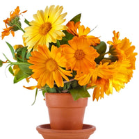 Calendula- Fiesta Gitana Mix