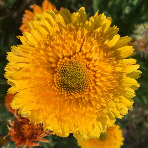 Princess Mix – Calendula Seed