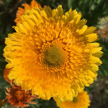 Princess Mix – Calendula Seed