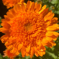 Princess Mix – Calendula Seed