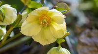 California Dreaming Hellebore