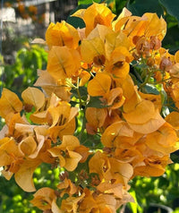 California Gold Bougainvillea Flower Seeds for Planting - Heirloom and Non-GMO Garden Seeds - Gold for planting in home garden