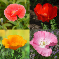 Californian Poppy- Single Choice Mix