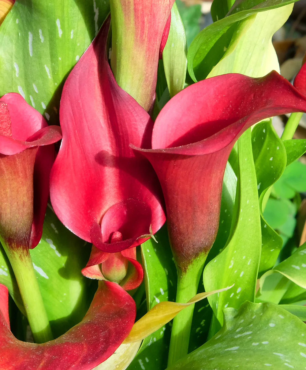 Red Alert Calla Lily