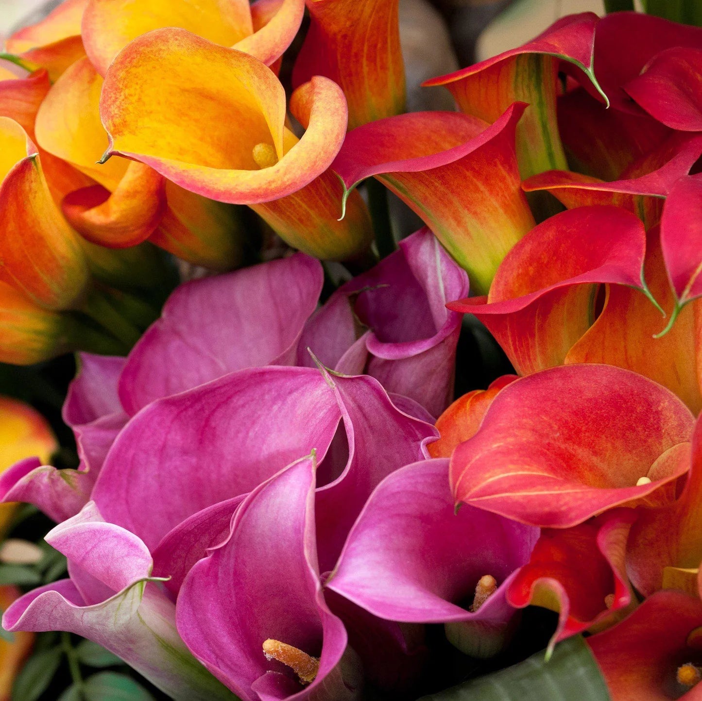 Calla Lily Mixed