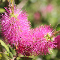 Heirloom (Heirloom scientific name) for planting in garden