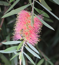 Organic Heirloom Non-GMO Pink Bottle Brush Flower Seeds for Planting – Vibrant Blooms