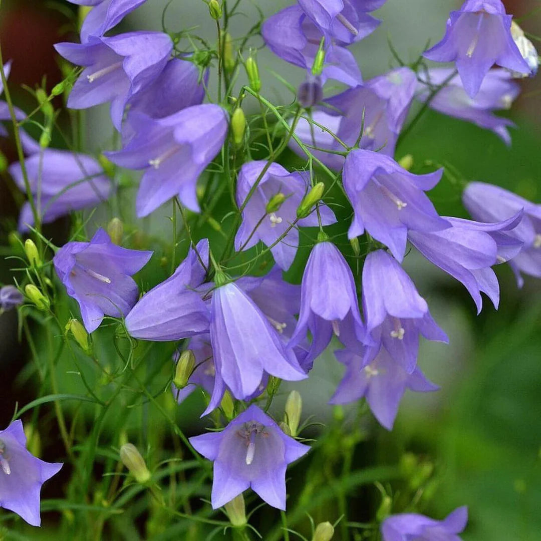 Heirloom Harebell Flower Seeds for Planting, Non-GMO - Harebell for planting in home garden