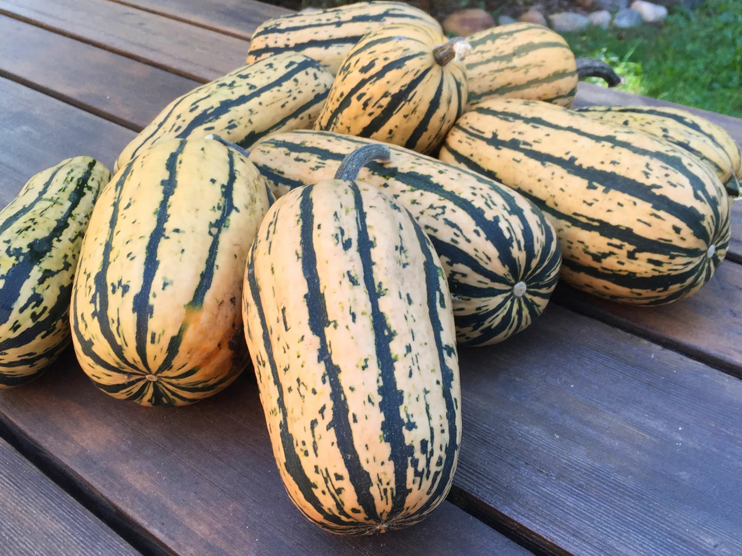 Delicata JS – Organic Delicata Squash Seed