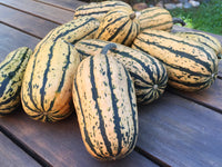 Delicata JS – Organic Delicata Squash Seed