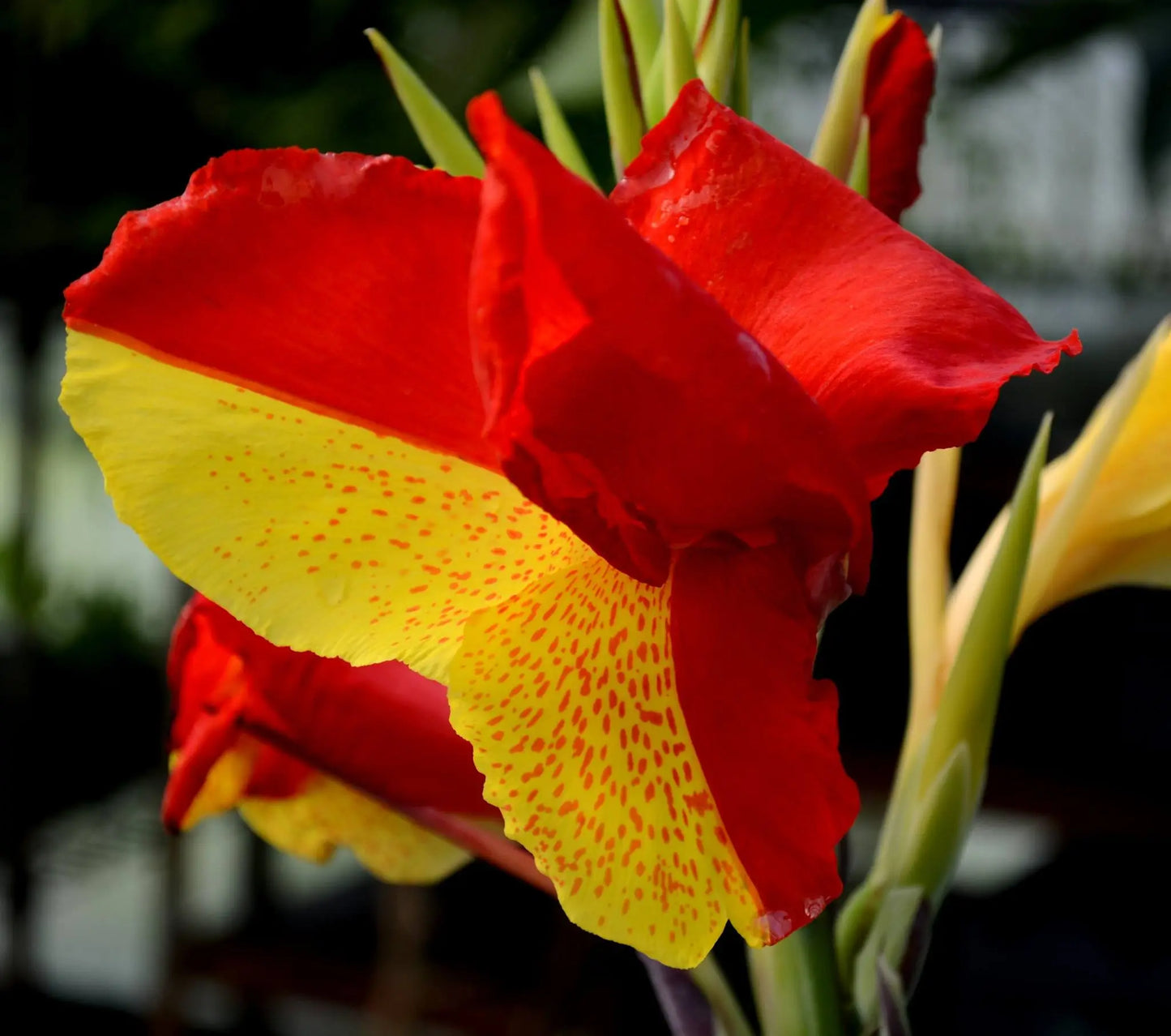 Cleopatra Dwarf Canna
